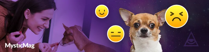 5 Best Dog & Pet Psychics (2024) Connect With Your Pet