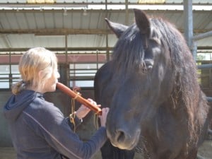 Animal Healing