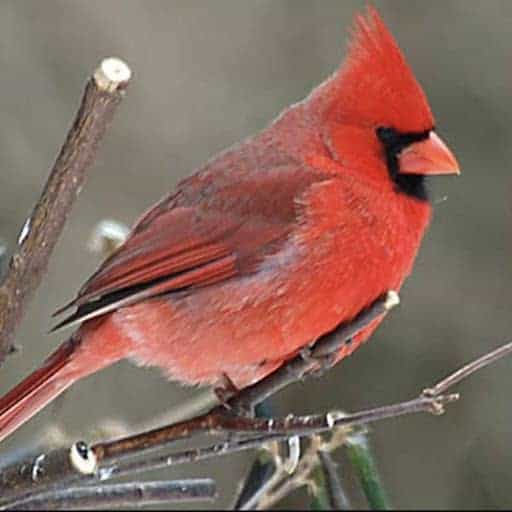 Types of Birds and Their Spiritual Symbolism