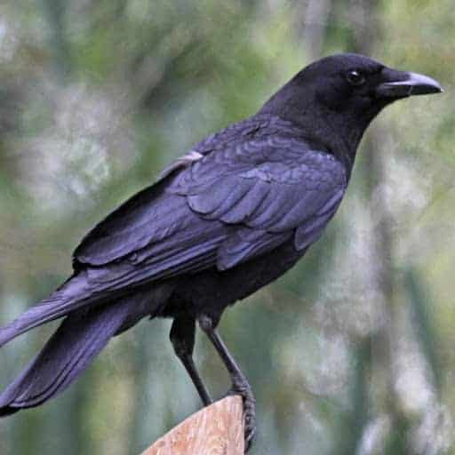 Types of Birds and Their Spiritual Symbolism