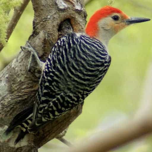 Types of Birds and Their Spiritual Symbolism