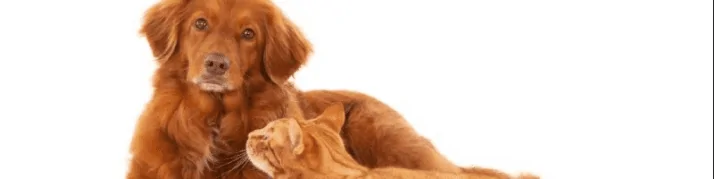 Where to Find the Best Pet Psychics in 2025