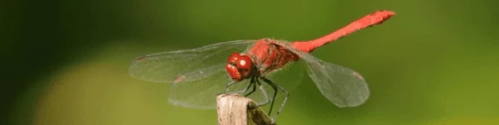 The Spiritual Meanings &amp; Symbolism of Dragonflies