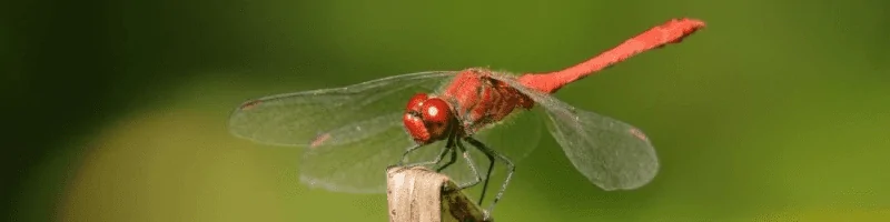 The Spiritual Meanings & Symbolism of Dragonflies